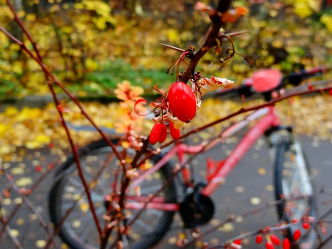 Петербург-осень: велосипед